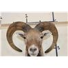 Image 8 : MOUFLON Shoulder Mount