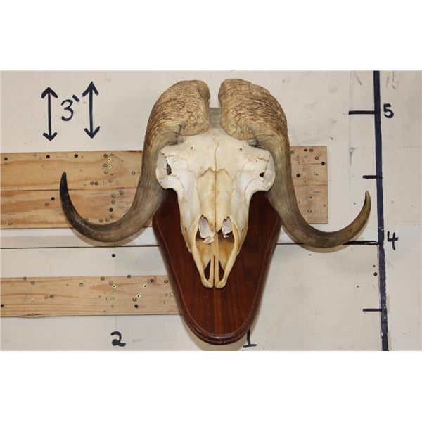 MUSK OX Skull on a Wooden Wall Pedestal