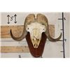 Image 1 : MUSK OX Skull on a Wooden Wall Pedestal