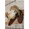 Image 2 : MUSK OX Skull on a Wooden Wall Pedestal
