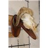 Image 3 : MUSK OX Skull on a Wooden Wall Pedestal