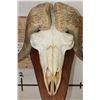 Image 5 : MUSK OX Skull on a Wooden Wall Pedestal