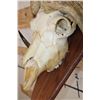 Image 6 : MUSK OX Skull on a Wooden Wall Pedestal