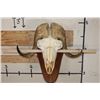 Image 7 : MUSK OX Skull on a Wooden Wall Pedestal