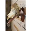 Image 8 : MUSK OX Skull on a Wooden Wall Pedestal