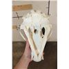 Image 10 : RUSSIAN BROWN BEAR Skull with All its Teeth