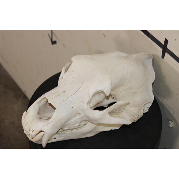 RUSSIAN BROWN BEAR Skull with All its Teeth