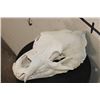Image 1 : RUSSIAN BROWN BEAR Skull with All its Teeth