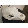 Image 3 : RUSSIAN BROWN BEAR Skull with All its Teeth