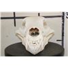 Image 4 : RUSSIAN BROWN BEAR Skull with All its Teeth