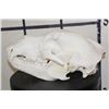 Image 6 : RUSSIAN BROWN BEAR Skull with All its Teeth