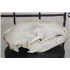 Image 7 : RUSSIAN BROWN BEAR Skull with All its Teeth