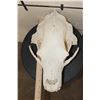 Image 9 : RUSSIAN BROWN BEAR Skull with All its Teeth