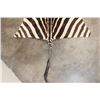 Image 6 : Soft and Pliable ZEBRA Hide