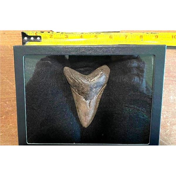 (1) Huge MEGALODON SHARK Tooth Fossil in a Glass Display Case
