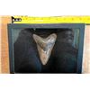Image 1 : (1) Huge MEGALODON SHARK Tooth Fossil in a Glass Display Case