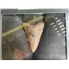 Image 2 : (1) Huge MEGALODON SHARK Tooth Fossil in a Glass Display Case