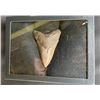 Image 3 : (1) Huge MEGALODON SHARK Tooth Fossil in a Glass Display Case