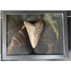 Image 4 : (1) Huge MEGALODON SHARK Tooth Fossil in a Glass Display Case