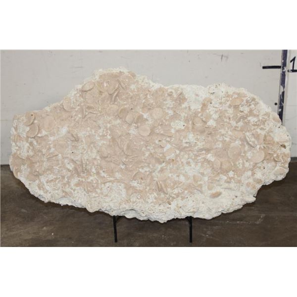 XXL 38 lb ECHINOID SEA URCHIN Fossil Plate Matrix with a Stand