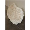 Image 8 : XXL 38 lb ECHINOID SEA URCHIN Fossil Plate Matrix with a Stand