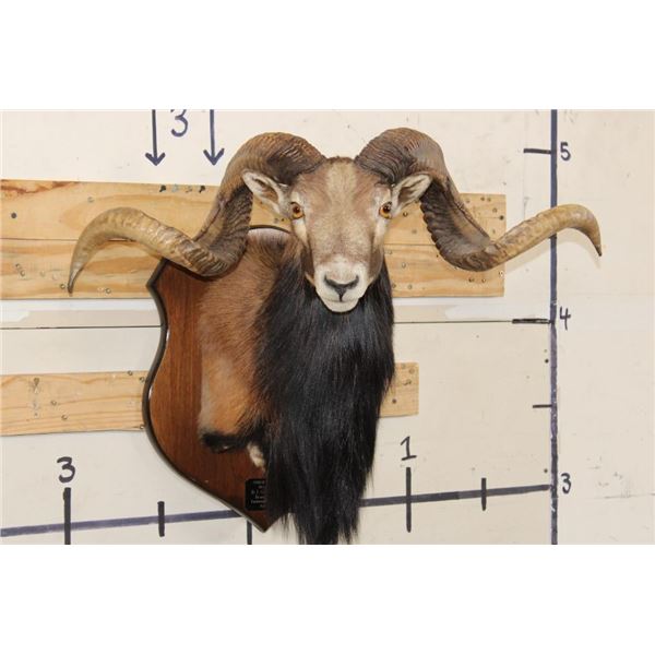 Big CORSICAN SHEEP RAM Shoulder Mount on a Wooden Plaque