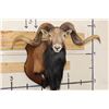 Image 1 : Big CORSICAN SHEEP RAM Shoulder Mount on a Wooden Plaque
