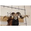 Image 2 : Big CORSICAN SHEEP RAM Shoulder Mount on a Wooden Plaque