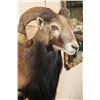 Image 5 : Big CORSICAN SHEEP RAM Shoulder Mount on a Wooden Plaque