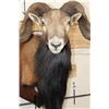 Image 6 : Big CORSICAN SHEEP RAM Shoulder Mount on a Wooden Plaque