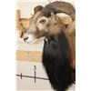Image 7 : Big CORSICAN SHEEP RAM Shoulder Mount on a Wooden Plaque