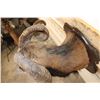 Image 9 : Big CORSICAN SHEEP RAM Shoulder Mount on a Wooden Plaque