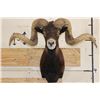 Image 1 : Big BLACK HAWAIIAN RAM Shoulder Mount