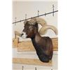 Image 2 : Big BLACK HAWAIIAN RAM Shoulder Mount