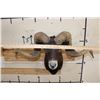 Image 4 : Big BLACK HAWAIIAN RAM Shoulder Mount