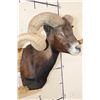 Image 5 : Big BLACK HAWAIIAN RAM Shoulder Mount