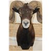Image 6 : Big BLACK HAWAIIAN RAM Shoulder Mount