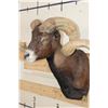 Image 7 : Big BLACK HAWAIIAN RAM Shoulder Mount