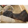 Image 8 : Big BLACK HAWAIIAN RAM Shoulder Mount