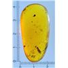 Image 4 : Big 23.65 ct AMBER Myanmar Fossil Resin with Wasp and Mosquito Inclusions