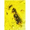 Image 8 : Big 23.65 ct AMBER Myanmar Fossil Resin with Wasp and Mosquito Inclusions
