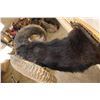 Image 10 : BLACK HAWAIIAN SHEEP Ram Shoulder Mount on a Wooden Plaque