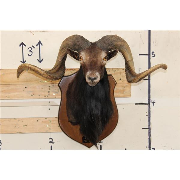 BLACK HAWAIIAN SHEEP Ram Shoulder Mount on a Wooden Plaque