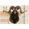Image 1 : BLACK HAWAIIAN SHEEP Ram Shoulder Mount on a Wooden Plaque