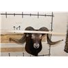 Image 2 : BLACK HAWAIIAN SHEEP Ram Shoulder Mount on a Wooden Plaque