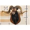 Image 3 : BLACK HAWAIIAN SHEEP Ram Shoulder Mount on a Wooden Plaque
