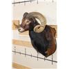 Image 4 : BLACK HAWAIIAN SHEEP Ram Shoulder Mount on a Wooden Plaque