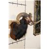 Image 5 : BLACK HAWAIIAN SHEEP Ram Shoulder Mount on a Wooden Plaque