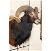 Image 6 : BLACK HAWAIIAN SHEEP Ram Shoulder Mount on a Wooden Plaque