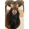 Image 7 : BLACK HAWAIIAN SHEEP Ram Shoulder Mount on a Wooden Plaque